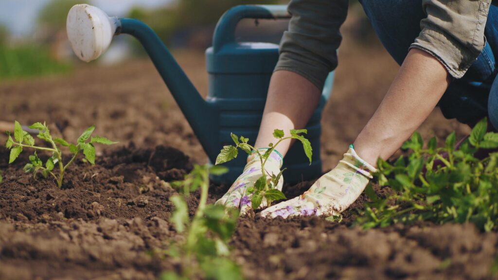 Klimaatbestendige planten